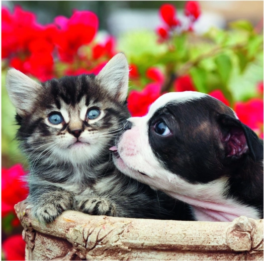 Hohe Auflösung und leuchtende Farben