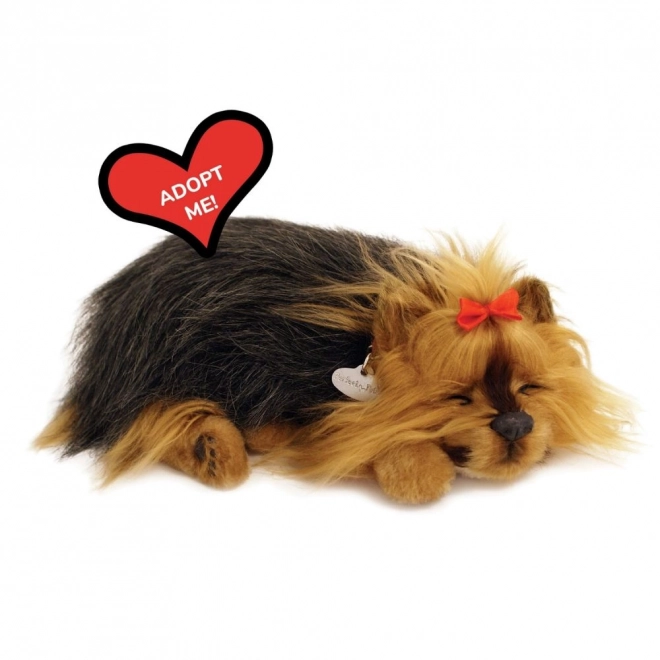 Perfektes Haustier Schnarchender Yorkshire Terrier Welpe