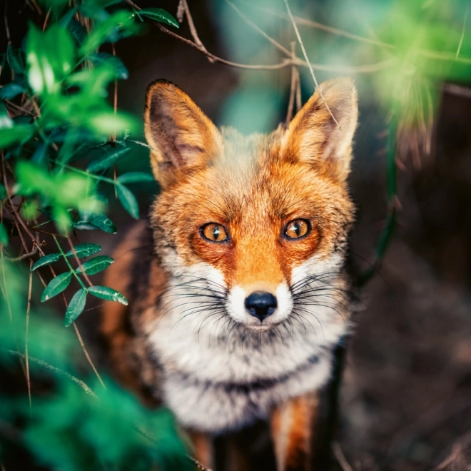 Notizkalender Wilde Tiere 2026