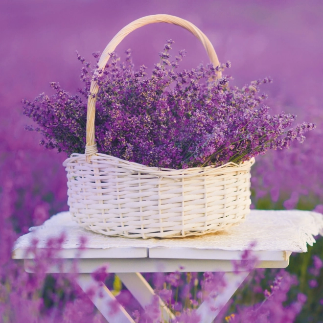 Notizkalender Provence 2026
