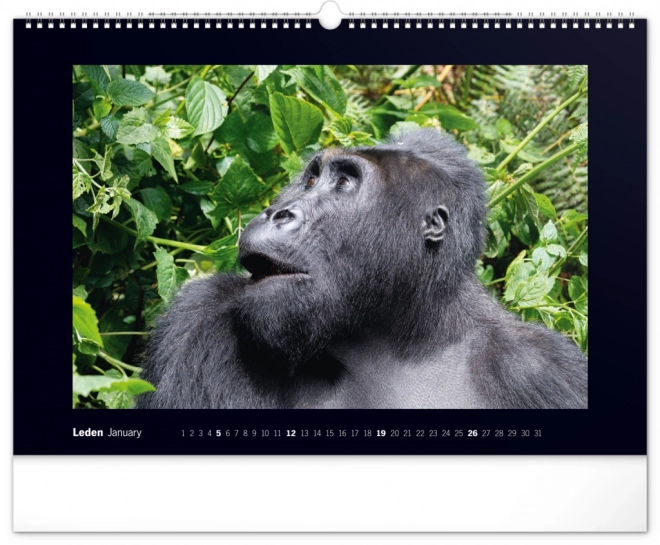 Notique Wandkalender Majestätische Gorillas 2025