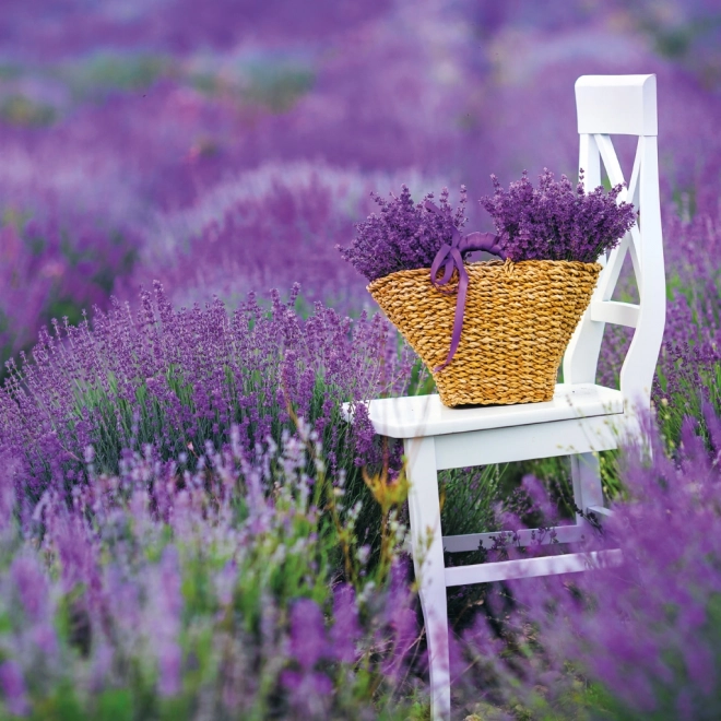 Notizkalender Provence 2026