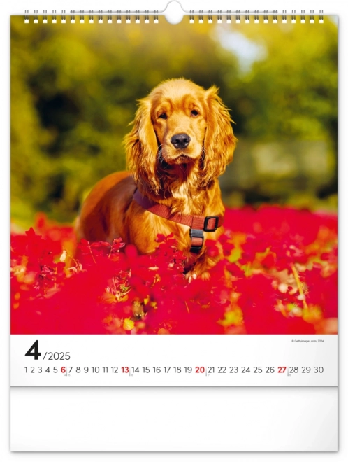 Notique Wandkalender Hunde 2025