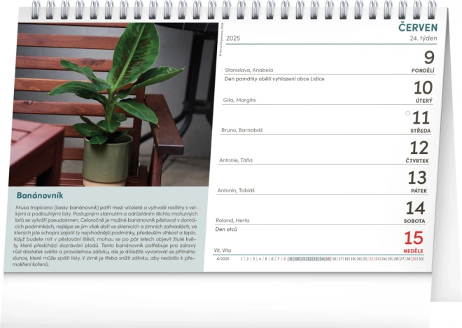 Notique Tischkalender Zimmerpflanzen 2025