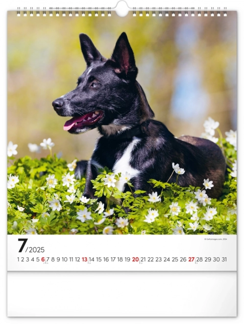 Notique Wandkalender Hunde 2025