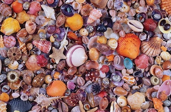 Puzzle Muscheln 1000 Teile