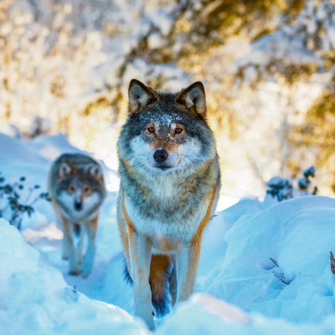 Notizkalender Wilde Tiere 2026