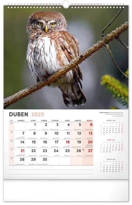 Wandkalender Faszinierende Tiere 2025