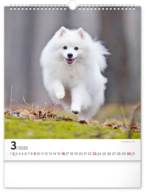 Notique Wandkalender Hunde 2025