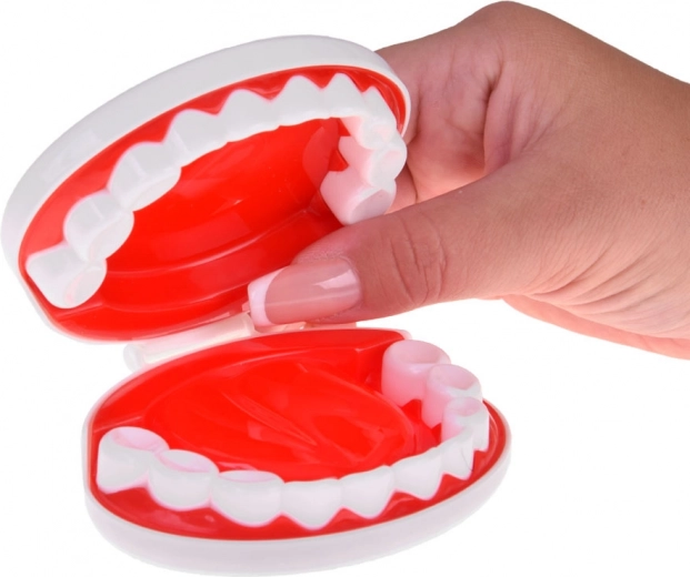 Zahnarztecke mit Kiefermodell