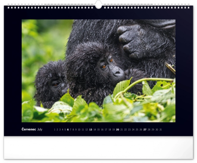 Notique Wandkalender Majestätische Gorillas 2025