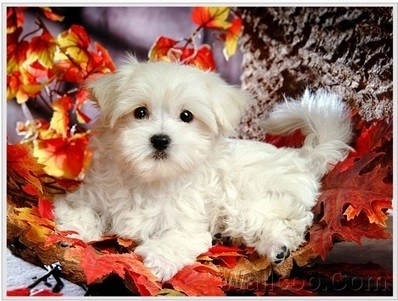 Diamentbild - Hund