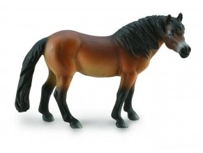 Exmoor-Pony Hengst von COLLECTA