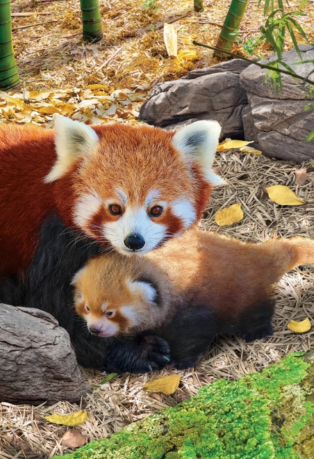 Puzzle Rettet unseren Planeten: Roter Panda XL 250 Teile