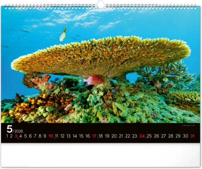 Wandkalender Unterwasserwelt 2026