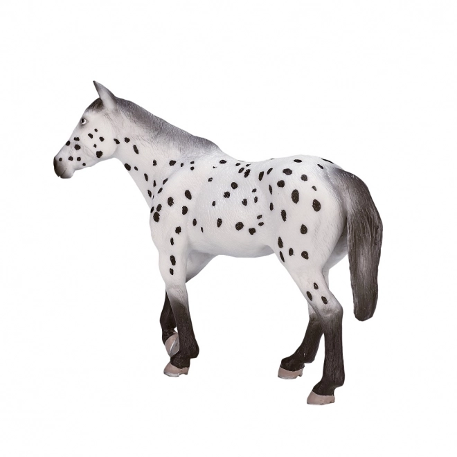 Mojo Appaloosa Hengst