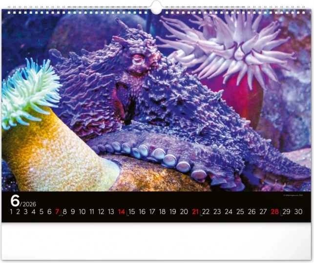 Wandkalender Unterwasserwelt 2026