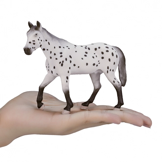 Mojo Appaloosa Hengst