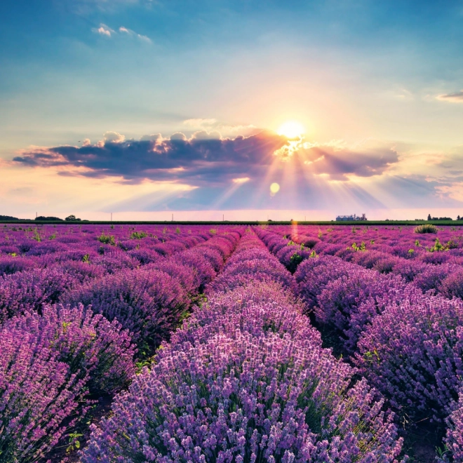 Notizkalender Provence 2026