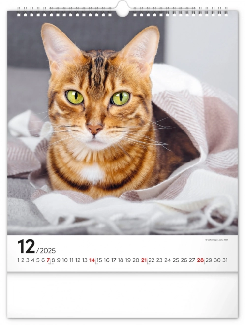 Notique Wandkalender Katzen 2025