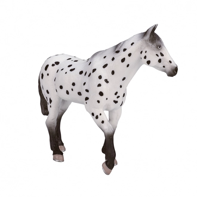 Mojo Appaloosa Hengst