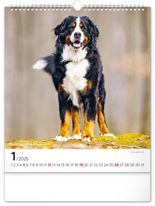 Notique Wandkalender Hunde 2025