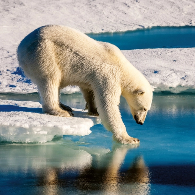 Notizkalender Wilde Tiere 2026