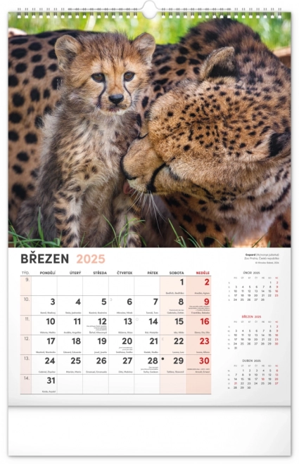 Wandkalender Faszinierende Tiere 2025