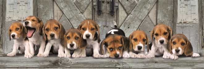 Puzzle 1000 Teile Compact Panorama Beagle