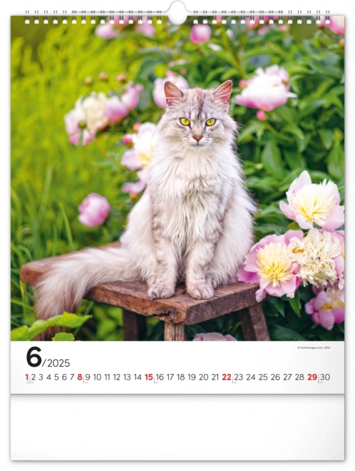 Notique Wandkalender Katzen 2025