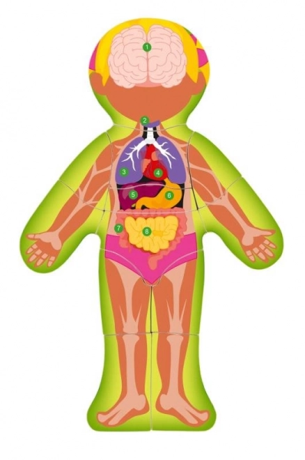 Woody Doppelseitiges Puzzle Menschlicher Körper - Mädchen