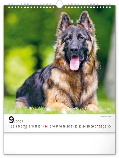 Notique Wandkalender Hunde 2025