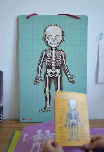 Anschauliches Kennenlernen des menschlichen Körpers