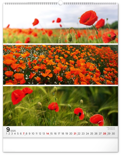 September 2025: Rote Mohnblumen