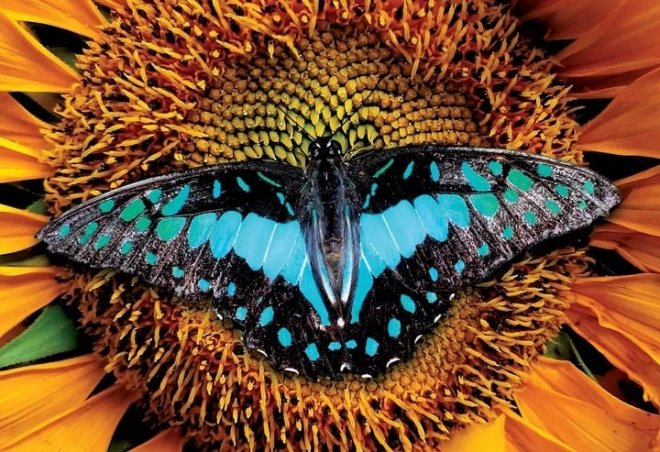 Interdruk-Puzzle Bunte Natur: Schmetterling 250 Teile