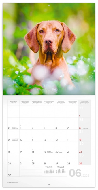 Notique Wandkalender Hunde 2025