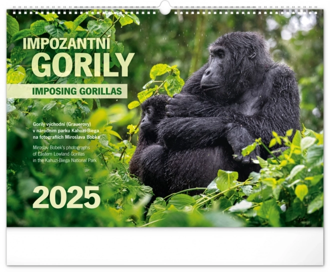 Notique Wandkalender Majestätische Gorillas 2025