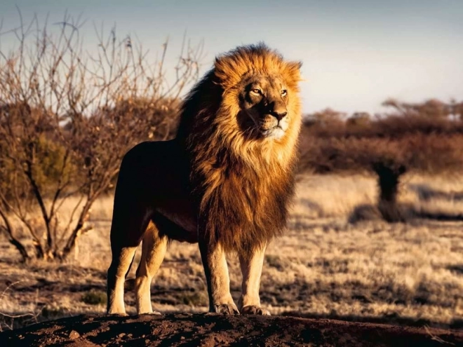 Ravensburger Puzzle König der Tiere