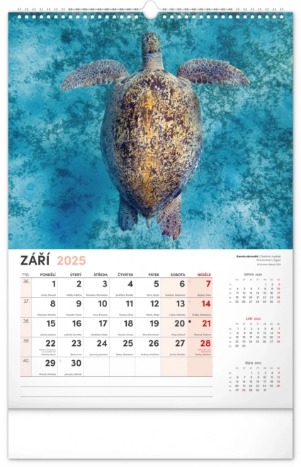 Wandkalender Faszinierende Tiere 2025