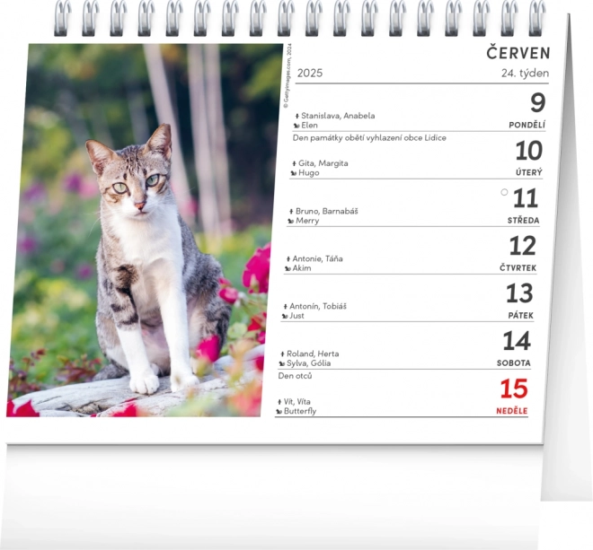 Notique Tischkalender Katzen mit Namen 2025