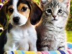 Diamant Malerei 5D Set Hund und Katze
