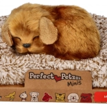 Kleiner Hund Perfect Petzzz