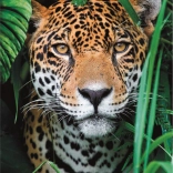 Puzzle 500 Teile High Quality, Jaguar im Dschungel