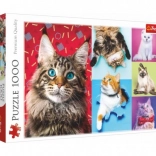 Puzzle Glückliche Katzen 1000 Teile 68,3 x 48 cm in Schachtel 40 x 27 x 6 cm