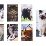 Katzen Notizblock Klein 40 Blätter