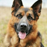 Diamantmalerei Deutscher Schäferhund 30x40 cm