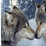 Norimpex Diamantmalerei Wolfs-Harmonie 30x40 cm