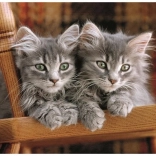 Clementoni Puzzle mit Kätzchen 500 Teile