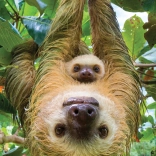 Puzzle EUROGRAPHICS Save Our Planet: Faultiere XL 250 Teile