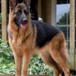 Diamantmalerei Deutscher Schäferhund 30 × 40 cm